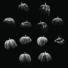pumpkins set vector hand drawing illustration in scratch style. vector isolated element on the black background