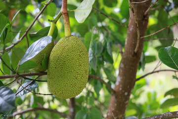 Jackfruit and jackfruit hang from the branches.