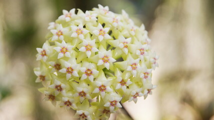 Hoya acuta, Apocyneceae, Wax Plant, 
small creeper green flowers bent to the stem crown and red...