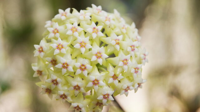 Hoya acuta, Apocyneceae, Wax Plant, 
small creeper green flowers bent to the stem crown and red pollen. Has a mild scent. natural background.