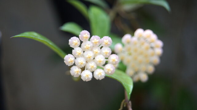 Hoya cv. Rebecca. Apocyneceae, Inflorescences hanging down the pink and white petals bent to the flower stalk. Soft feather Crown and pale yellow Delicate fragrant flowers in the rainy season.