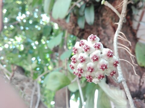 Flowers of Sweetheart Hoya, Valentine Hoya, kerrii, Apocyneceae, Inflorescence white flowers resembling star-shaped fragrant soft.