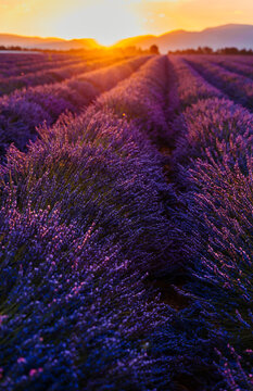 Vast lavender field at springtime sunrise