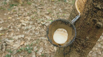 Small wooden bowl fastened to rubber tree trunk to gather latex milk in traditional way at plantation extreme close up. Tree plantation agriculture of asia for natural latex extraction.