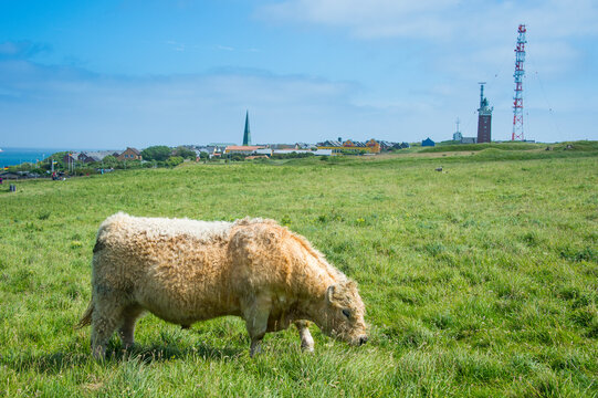 Germany, Helgoland Island, Galloway cattle grazing in the Oberland