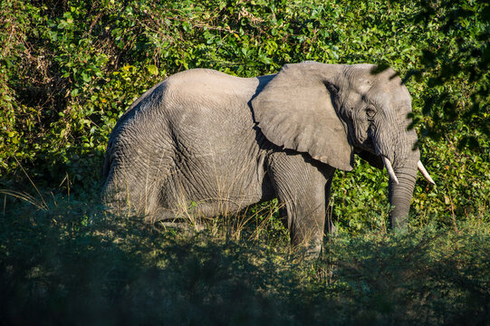 Zambia, South Luangwa National Park, African elephant