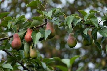 Ripe beautiful pears grow in the garden. Fruit on a tree branch after the rain