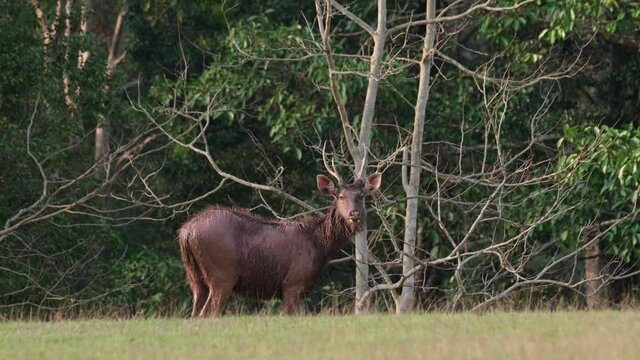 Facing to the right just looking towards the camera after a fantastic mud bath during a summer afternoon; Sambar Deer, Rusa unicolor, Phu Khiao Wildlife Sanctuary, Thailand.