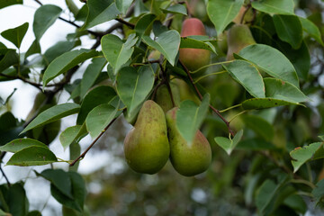 Ripe beautiful pears grow in the garden. Fruit on a tree branch after the rain