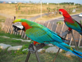 Macaws
OLYMPUS DIGITAL CAMERA
