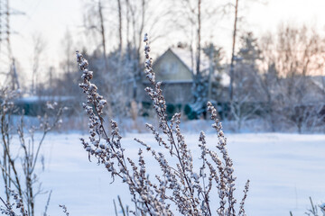 A close-up of a field plant covered with snow and frost against the backdrop of a winter village landscape. Selective focus.