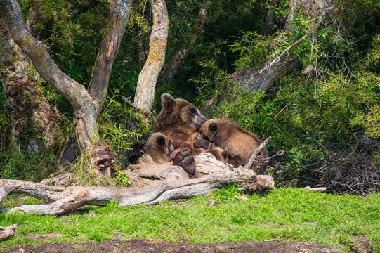 Russia, Kamchatka, Kurile lake, Kamchatka brown bears (Ursus arctos beringianus, mother animal with young animals