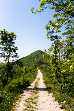 Italy, Province of Verona, Footpath toward green forested mountain in Italian Alps