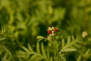 ladybug on a green grass