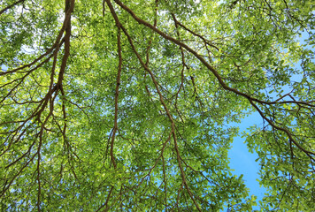 Landscape the big tree with blue sky in nature