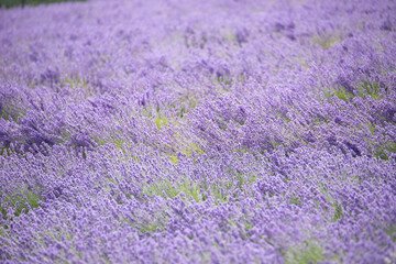 Fototapeta na wymiar Lavender field hokkaido summer purple carpet ラベンダー　富良野　夏　紫のカーペット