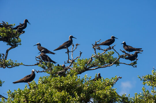 French Polynesia, Tuamotus, Tikehau, Birds on Bird Island