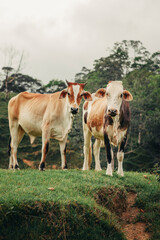 beautiful cows from colombia in front of the camera