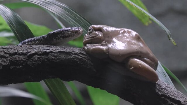 Savu Island Python Comes Closer At The White Tree Frog Perched On A Tree Branch. close up