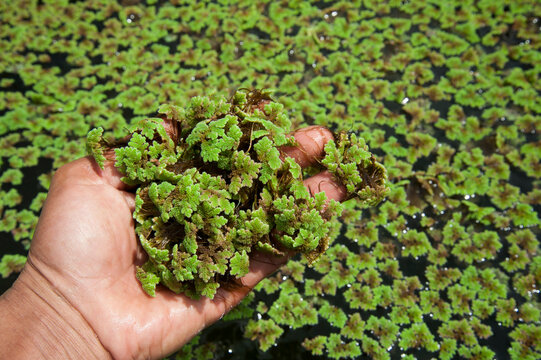 Green floating Azolla Pinnata (Azolla microphylla) at organic farm used as an ingredient in animal feed.
