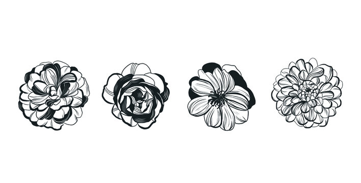 transparent flower black and white tumblr
