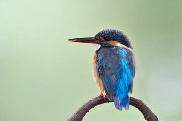 little blue back with brown chest and large red beaks bird nicely perching on curve branch showing its fine back feather profile