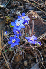 Blue spring flower with yellow stamp