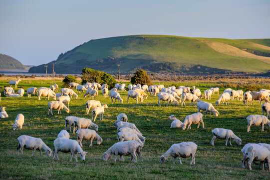 Sheeps grazing in the green fields of the Catlins, South Island, New Zealand
