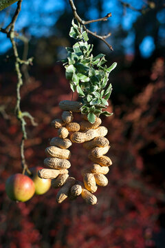 Peanuts threaded on wire for birds hanging on tree branch