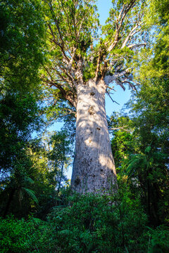 Te Matua Ngahere, a giant kauri tree, Waipoua Forest, Westcoast Northland, North Island, New Zealand