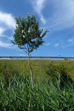 Single tree on grassland against blue sky