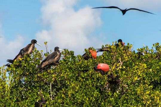 Low angle view of Frigates perching on treetop against sky at Barbuda, Caribbean