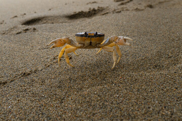 Cangrejo caminante en la arena