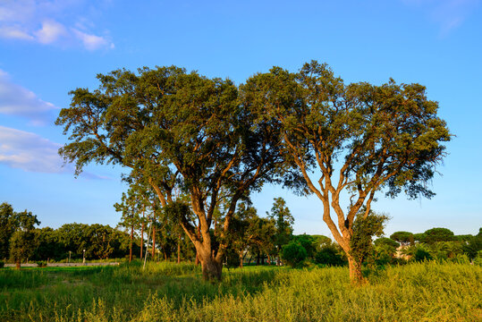 France, Corsica, San Pellegrino, old cork oaks