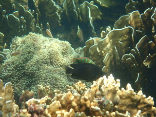 タイ　タルタオ海洋国立公園の魚