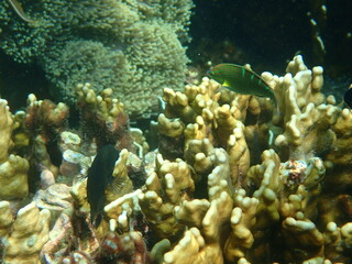 Fototapeta na wymiar タイ　タルタオ海洋国立公園の魚