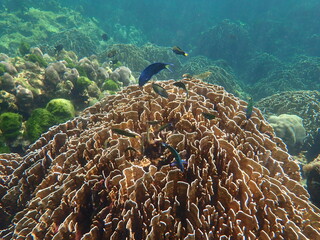 Naklejka na ściany i meble タイ　タルタオ海洋国立公園の魚