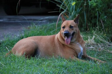 dog in grass