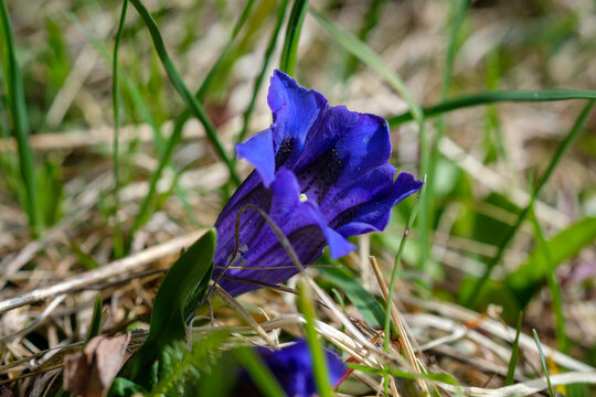 Italy, South Tyrol, Stemless gentian (Gentiana acaulis) blooming in Mendel Pass