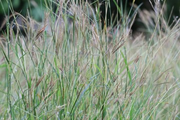 grass in the wind
