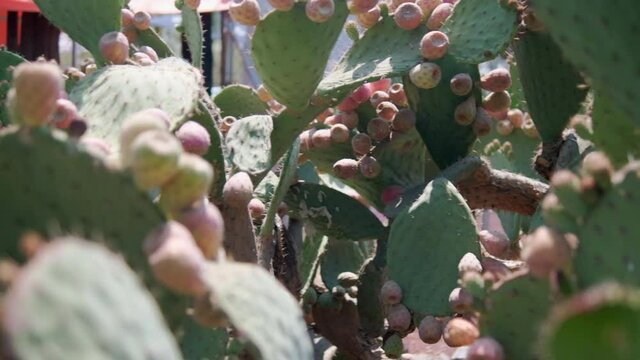 Bright sunlight on Mexican nopal plant with blurry background.