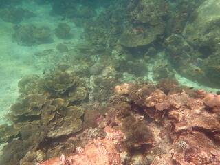 タイ　タルタオ海洋国立公園の魚