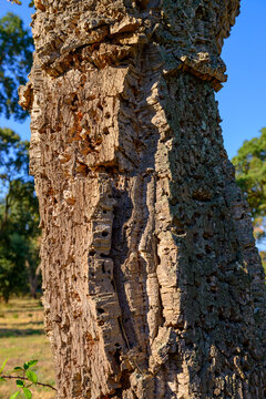 France, Corsica, San Pellegrino, tree trunk of an old cork oak