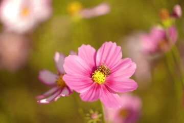 Obraz premium bee on flower 