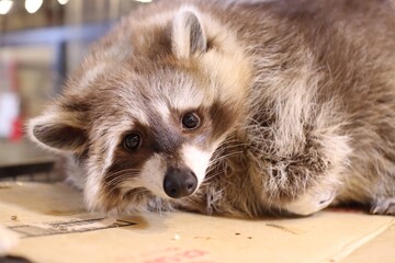 Cute raccoon in pet cafe.