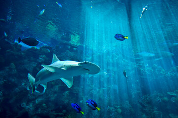 Hammerhead Shark in blue light rays