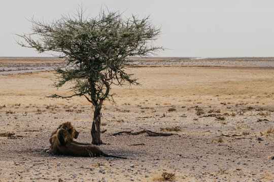Namibia, Etosha National Park, Lion resting under a tree