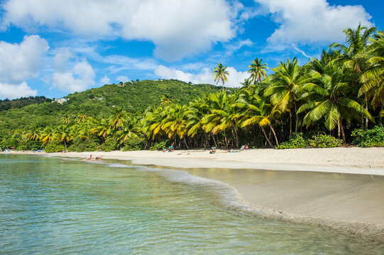 Palm trees growing at beach against cloudy sky during sunny day at British Virgin Islands