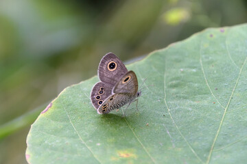 葉っぱの上にとまったヒメウラナミジャノメ