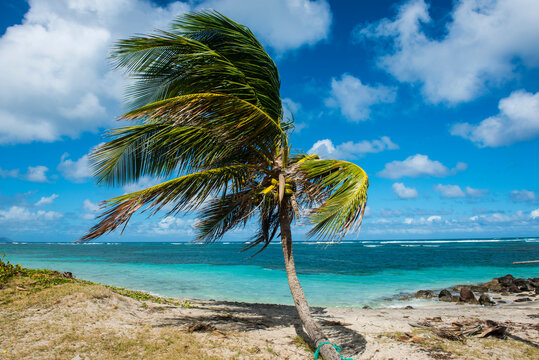 Palm tree at beach against blue sky, Saint Kitts And Nevis, Caribbean
